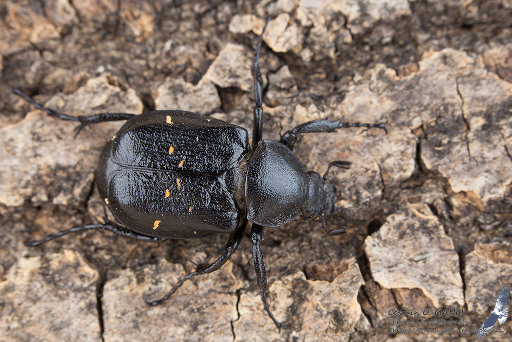 IMG_0628_Gnorimus_variabilis_s.jpg